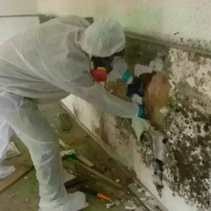 Mold Remediation and Removal in Greenlawn, NY